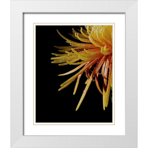 Sun Dance III White Modern Wood Framed Art Print with Double Matting by Burkhart, Monika