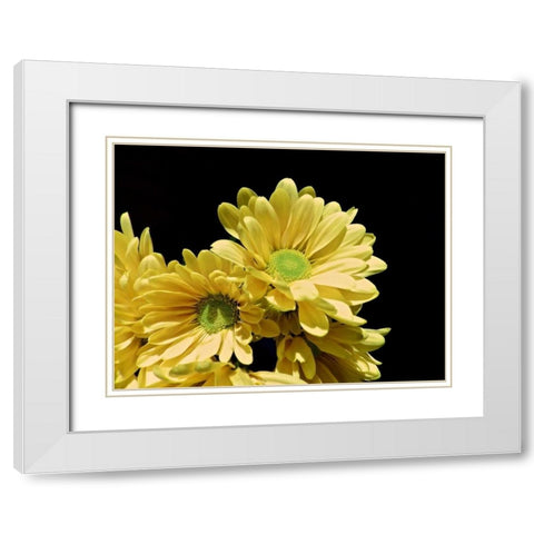 Daisy Dazzle I White Modern Wood Framed Art Print with Double Matting by Burkhart, Monika