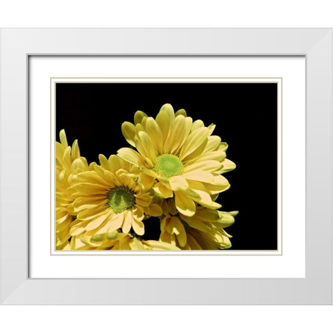 Daisy Dazzle I White Modern Wood Framed Art Print with Double Matting by Burkhart, Monika