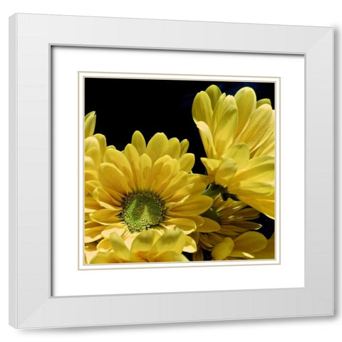 Daisy Dazzle II White Modern Wood Framed Art Print with Double Matting by Burkhart, Monika