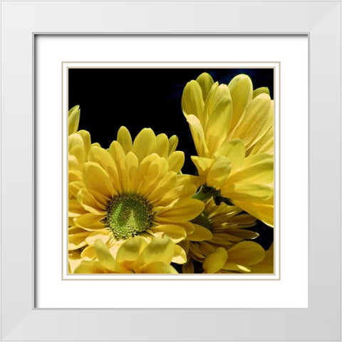 Daisy Dazzle II White Modern Wood Framed Art Print with Double Matting by Burkhart, Monika