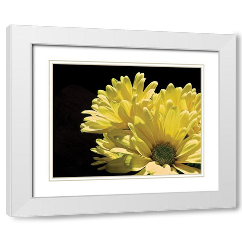 Yellow Daisy II White Modern Wood Framed Art Print with Double Matting by Burkhart, Monika