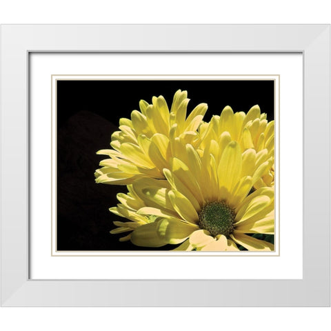 Yellow Daisy II White Modern Wood Framed Art Print with Double Matting by Burkhart, Monika