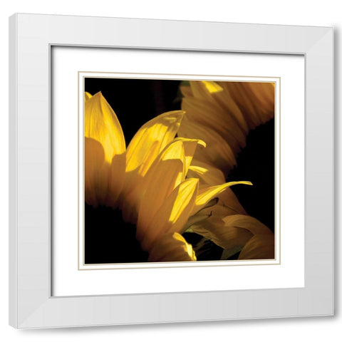 Sunlit Sunflowers V White Modern Wood Framed Art Print with Double Matting by Burkhart, Monika