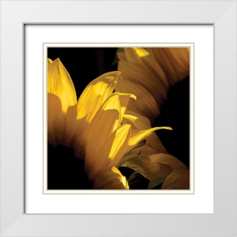 Sunlit Sunflowers V White Modern Wood Framed Art Print with Double Matting by Burkhart, Monika