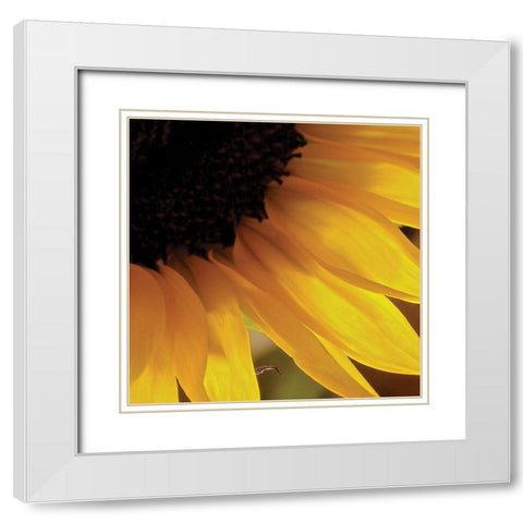 Sunlit Sunfloweres VI White Modern Wood Framed Art Print with Double Matting by Burkhart, Monika