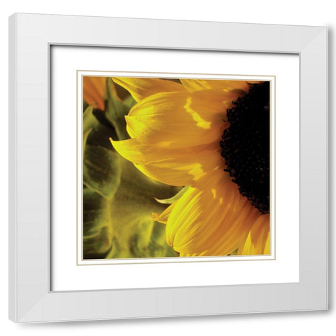 Sunlit Sunflowers VII White Modern Wood Framed Art Print with Double Matting by Burkhart, Monika