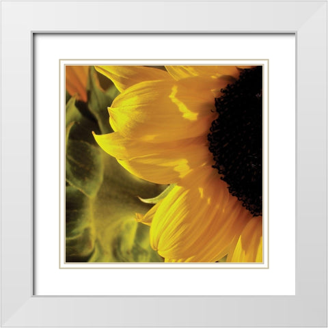 Sunlit Sunflowers VII White Modern Wood Framed Art Print with Double Matting by Burkhart, Monika
