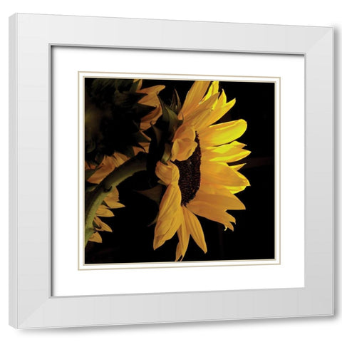 Sunlit Sunflowers VIII White Modern Wood Framed Art Print with Double Matting by Burkhart, Monika