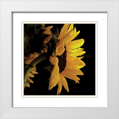 Sunlit Sunflowers VIII White Modern Wood Framed Art Print with Double Matting by Burkhart, Monika