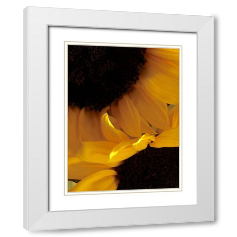 Sunflowers IX White Modern Wood Framed Art Print with Double Matting by Burkhart, Monika