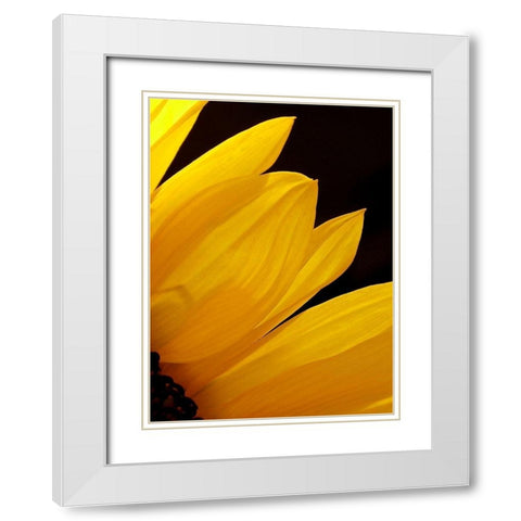 Sunflowers X White Modern Wood Framed Art Print with Double Matting by Burkhart, Monika