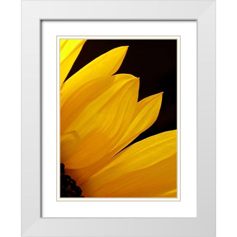 Sunflowers X White Modern Wood Framed Art Print with Double Matting by Burkhart, Monika