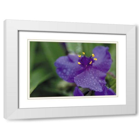 Summer Bloom II White Modern Wood Framed Art Print with Double Matting by Berzel, Erin