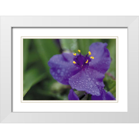 Summer Bloom II White Modern Wood Framed Art Print with Double Matting by Berzel, Erin