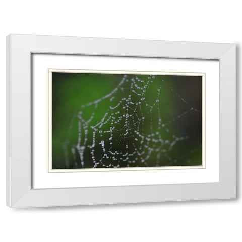 Dewy Web II White Modern Wood Framed Art Print with Double Matting by Berzel, Erin