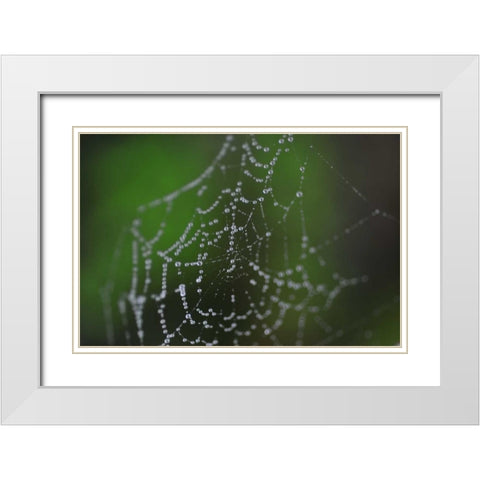 Dewy Web II White Modern Wood Framed Art Print with Double Matting by Berzel, Erin