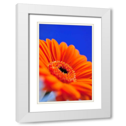 Compliments II White Modern Wood Framed Art Print with Double Matting by Berzel, Erin