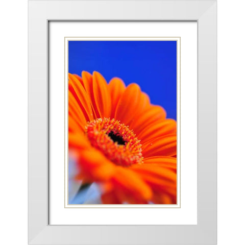 Compliments II White Modern Wood Framed Art Print with Double Matting by Berzel, Erin