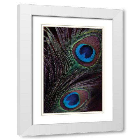 Peacock Feathers I White Modern Wood Framed Art Print with Double Matting by Berzel, Erin
