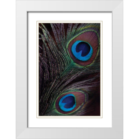 Peacock Feathers I White Modern Wood Framed Art Print with Double Matting by Berzel, Erin