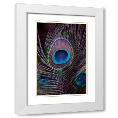 Peacock Feathers II White Modern Wood Framed Art Print with Double Matting by Berzel, Erin