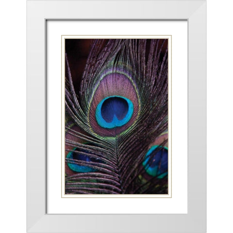 Peacock Feathers II White Modern Wood Framed Art Print with Double Matting by Berzel, Erin