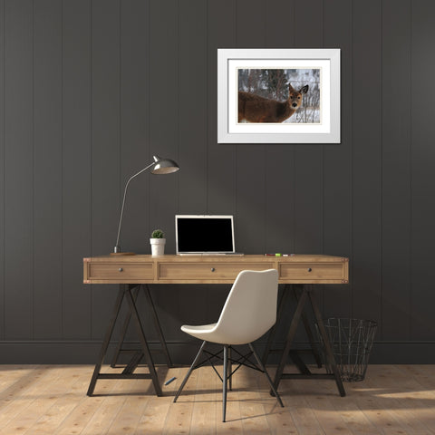 Winter Doe I White Modern Wood Framed Art Print with Double Matting by Berzel, Erin
