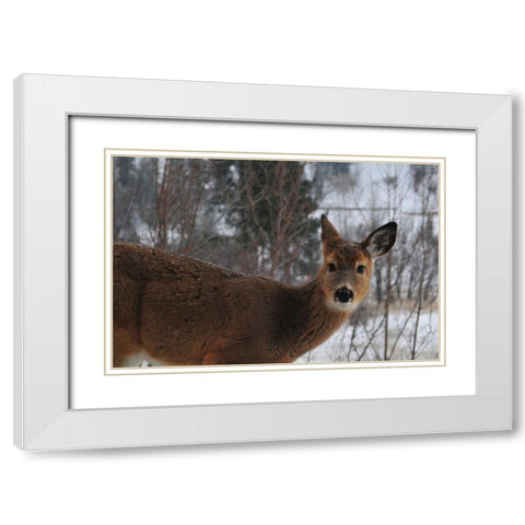 Winter Doe I White Modern Wood Framed Art Print with Double Matting by Berzel, Erin