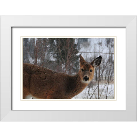 Winter Doe I White Modern Wood Framed Art Print with Double Matting by Berzel, Erin