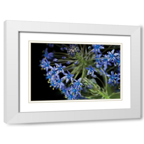 Purple Blossoms White Modern Wood Framed Art Print with Double Matting by Berzel, Erin