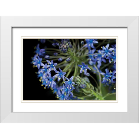 Purple Blossoms White Modern Wood Framed Art Print with Double Matting by Berzel, Erin