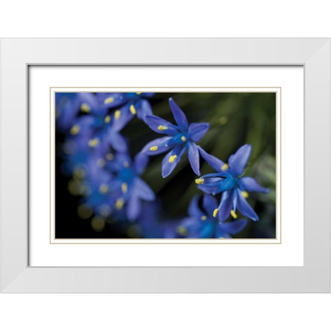 Purple Bloom Detail White Modern Wood Framed Art Print with Double Matting by Berzel, Erin