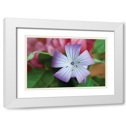 Delicate Flower II White Modern Wood Framed Art Print with Double Matting by Berzel, Erin