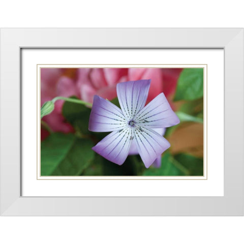 Delicate Flower II White Modern Wood Framed Art Print with Double Matting by Berzel, Erin