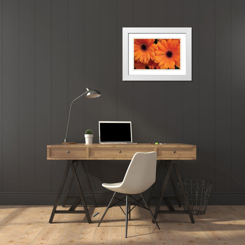 Orange Gerbera Daisies White Modern Wood Framed Art Print with Double Matting by Berzel, Erin