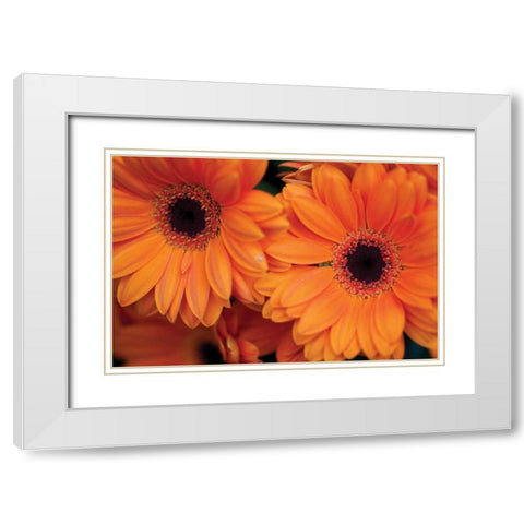 Orange Gerbera Daisies White Modern Wood Framed Art Print with Double Matting by Berzel, Erin