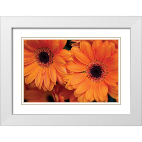Orange Gerbera Daisies White Modern Wood Framed Art Print with Double Matting by Berzel, Erin