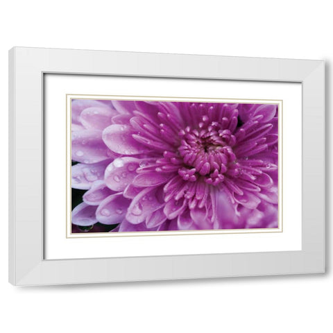 Purple Mum I White Modern Wood Framed Art Print with Double Matting by Berzel, Erin