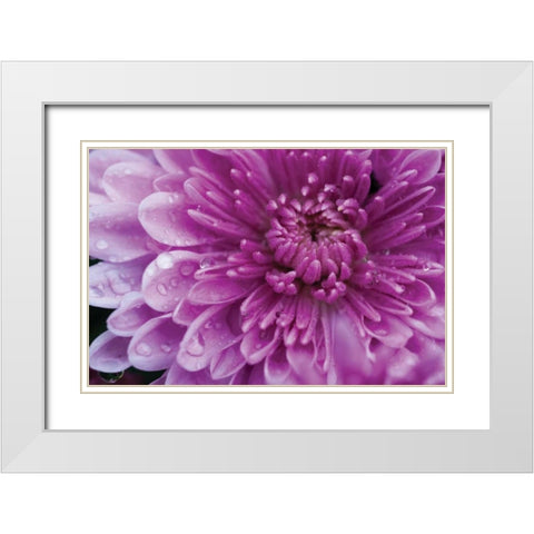 Purple Mum I White Modern Wood Framed Art Print with Double Matting by Berzel, Erin