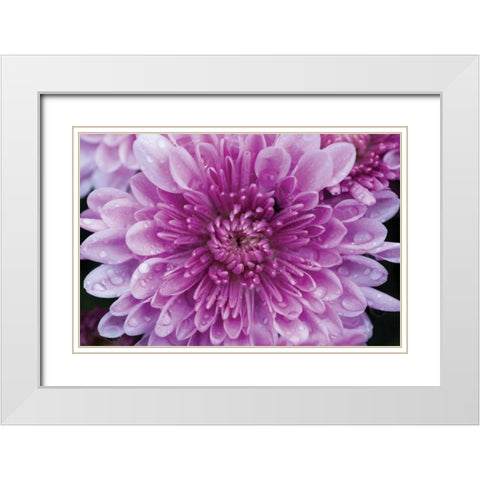 Purple Mum II White Modern Wood Framed Art Print with Double Matting by Berzel, Erin