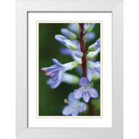 In the Garden II White Modern Wood Framed Art Print with Double Matting by Berzel, Erin
