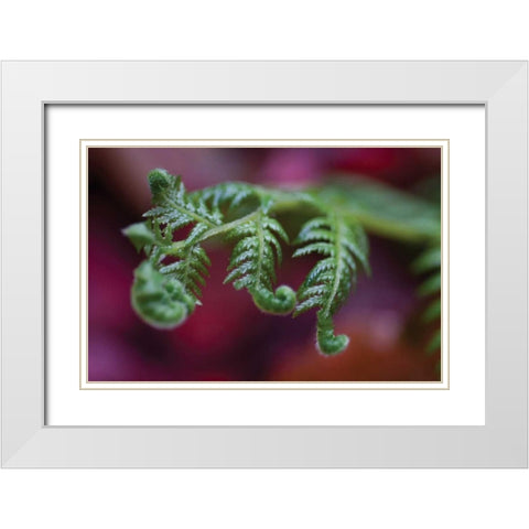 Fern Detail II White Modern Wood Framed Art Print with Double Matting by Berzel, Erin