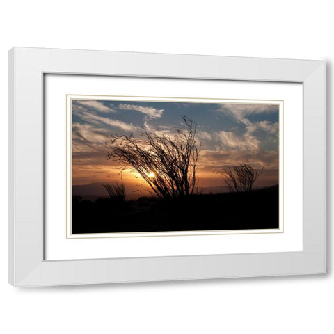 Ocotillo Cactus I White Modern Wood Framed Art Print with Double Matting by Berzel, Erin
