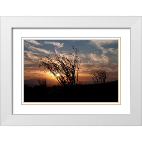 Ocotillo Cactus I White Modern Wood Framed Art Print with Double Matting by Berzel, Erin