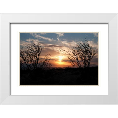 Ocotillo Cactus II White Modern Wood Framed Art Print with Double Matting by Berzel, Erin