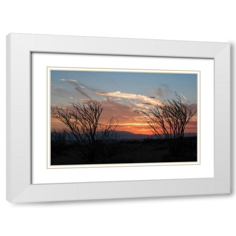 Ocotillo Cactus III White Modern Wood Framed Art Print with Double Matting by Berzel, Erin