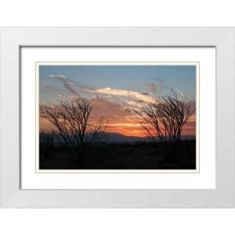 Ocotillo Cactus III White Modern Wood Framed Art Print with Double Matting by Berzel, Erin