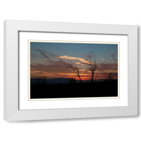 Ocotillo Cactus IV White Modern Wood Framed Art Print with Double Matting by Berzel, Erin