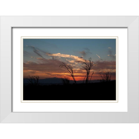Ocotillo Cactus IV White Modern Wood Framed Art Print with Double Matting by Berzel, Erin